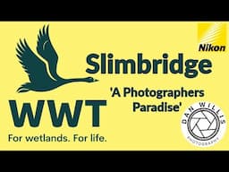 WWT Slimbridge - A Wildlife Photographers Paradise