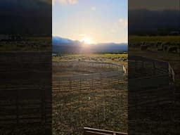 nappa valley shearing #animal #farming #sheep #sheepfarming #farmlife #ranchlife #shear #wool