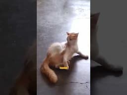 He Picked a Fight With Himself 💀 #orangecat #catshorts