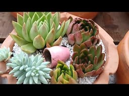 MUITOS REPLANTES EM BACIAS E LATINHAS, FICARAM LINDAS DE VIVER