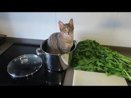 LOS NUEVOS GATITOS HAN CRECIDO
