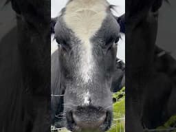 Some moovement on the mountain this morning! #mtb #bicycle #funny #wildlife #outdoors