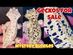 RELEASING my FAVORITE geckos babies! (mystery bundles)