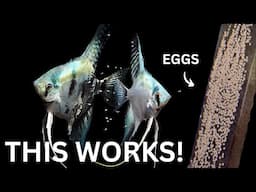 BREEDING Angelfish - Over 300 Fry!