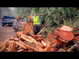 Returning to 'Big Doug' for Another Roadside Firewood Haul