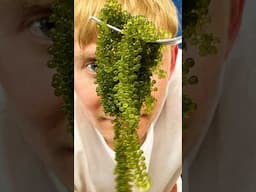 what Sea Grapes tastes like?