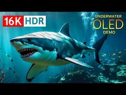 UNDER THE SEA 16K HDR – Marine Animals and Coral Reefs