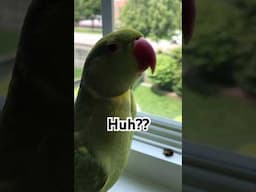 Did you say it’s your B’Day?  #birds #talkingparrot  #shorts #pets