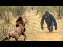 ¡Los Animales Se Metieron Con El León Equivocado!
