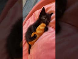 Meet Rhubarb, my new blind foster kitten