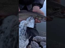 Early bird gets the first catch!