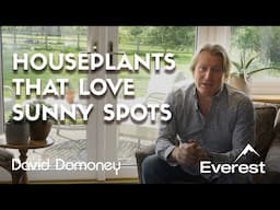Best Indoor Plants for South-Facing Windows