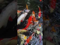 KOI fish Cinematic videos Effect