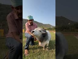 Nityaverma Smallest Bull in India 😱🇮🇳 #bull #cows #microcow #nadipathygoshala #andhrapradesh
