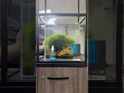 Quick bit of #maintenance today on one of our office cubes 😍#ntlabs #aquascape #office #fishtank