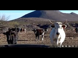 FARM ANIMALS on the RANCH, CATTLE, CATTLE, CATTLE  (Part 101) EDUCATIONAL CHILDREN / PRESCHOOL, K-3