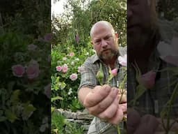Personal review of rose ‘The lady Salisbury’ from @david_austin_roses #gardenerben
