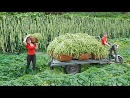 Use 3-Wheeled Truck To Harvest A Lot Of Long Green Beans Goes To Countryside Market Sell
