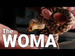 WOMA PYTHONS!  Revealing My $10,000 NY Reptile Expo Spending Spree! (Part 1)