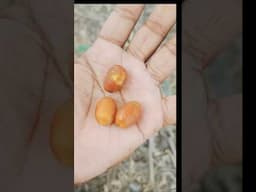Etha Kayalu 🍒 #shorts #telugufood #foodvlogs #foodie
