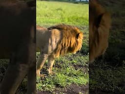 24 Hours in the Wild: Uganda Safari Like You’ve Never Seen!