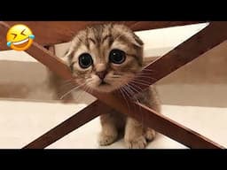 Funniest Animals 2024 😍 Best Funny Cats and Dogs Videos 😻🐶 Part 35