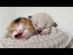 😂 Funniest Cats And Other Animals Videos 😺🐶 || 🥰😹 Hilarious Compilation №730