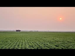 North Farm Winter Wheat