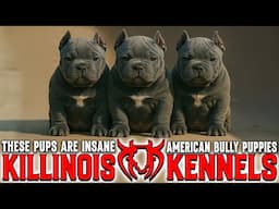 EXTREME AMERICAN BULLY PUPPIES FOR SALE FROM THE WORLD FAMOUS KILLINOIS KENNELS !!!!!
