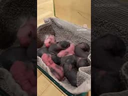 The baldness is just, wow 😮  #aww #socute