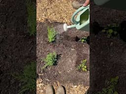 Our garden’s closed loop nutrient cycle #growyourownfood #gardening #gardentips #sustainableliving