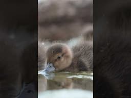 Precious Laysan ducklings (koloa pōhaka)