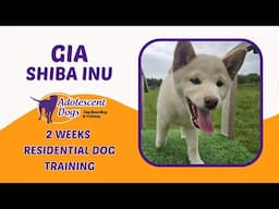 Gia the Shiba Inu Puppy | 2 Weeks Residential Dog Training