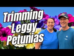 Trimming Leggy Petunias