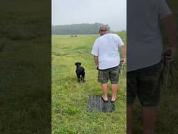 MASH: #dogtraining #gundogtraining #retreiver #pitbosswaterfowl #duckdog