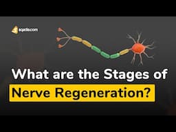 What are the Stages of Nerve Regeneration? | Neurology Medicine