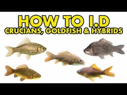 Crucian, Goldfish, Prussian Carp: HOW TO I.D