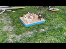 A fun little dog training session | training 5 chihuahuas!