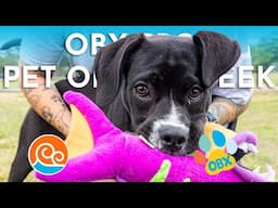 Outer Banks SPCA Pet of the Week: Rexy (April 21, 2025)