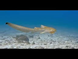 Diving with Sharks at Shark Point Phuket  - Scuba Diving with Phuket Dive Tours