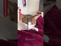 Reaccion de los gatos cuando estornudas #reaccion #gatos #mascotas #animales #cats #reatcion #meme