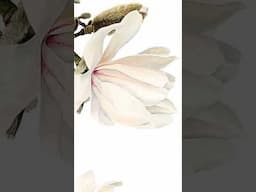 Watercolour Magnolia Painting - Realism