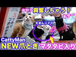 2025ｰ04−13 保護猫たちの「ほっこり猫ライブ」ハッチ＆マック＋黒猫めめ＋がんサバイバーママ Cat live Stream in Japan -Cat Life TV