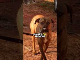 Indicators of an Insecure Dog #dogs