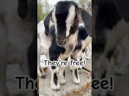Lettin’ the babes out to play!🥰 #HomeFreeAlaska #Alaska #Shorts #GoatKids #Goats