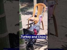 Turkey and Chini murgi, Desi murgi, poultry farm, Shorts, #shorts