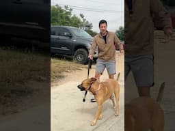 Train your dog “hold back” on leash with this one trick.