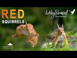 Photographing Woodland Red Squirrels - Scottish Photography Hides