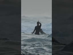 Tiger Shark Sighting Forces Surfers Out of the Water