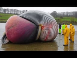 whale explodes on camera..
